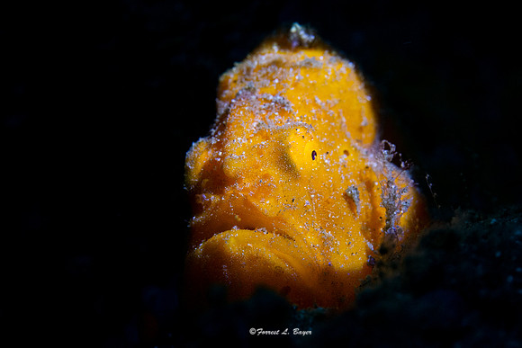 Painted Frog Fish