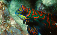 Mandarin fish  Palau