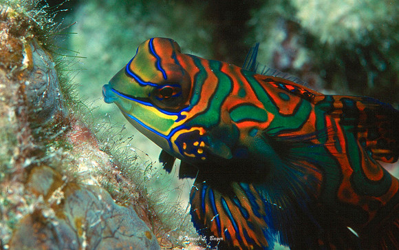 Mandarin fish  Palau