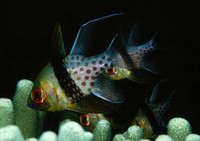 Cardinal Fish Palau