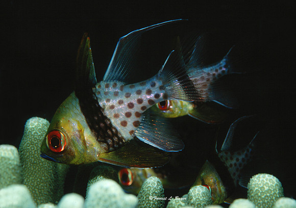 Cardinal Fish Palau