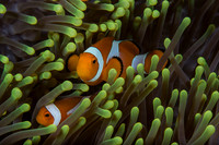 False Clown Fish / Amphiprion Ocellaris