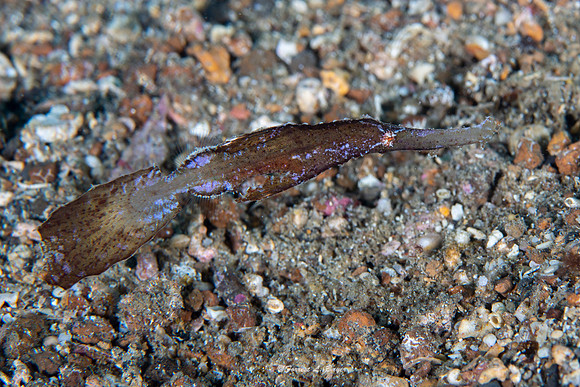 Robust  Pipefish