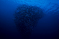 Schooling Barracuda Salawasi Sea