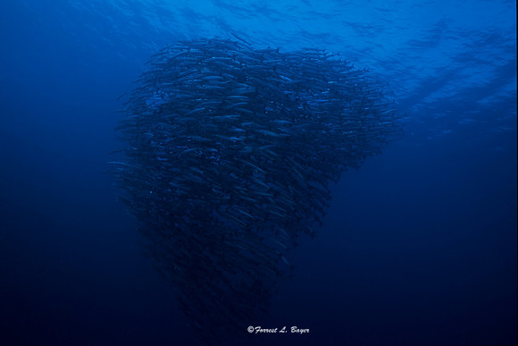 Schooling Barracuda Salawasi Sea