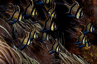 Banggai Cardinal Fish