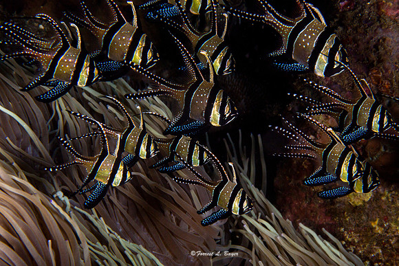Banggai Cardinal Fish