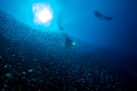 Diver in schooling fish