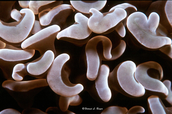 Anchor Coral