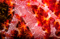 Soft Coral
