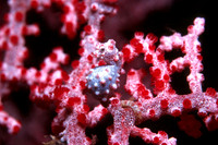 Pigmy bargabanti Seahorse Batangas Philippines