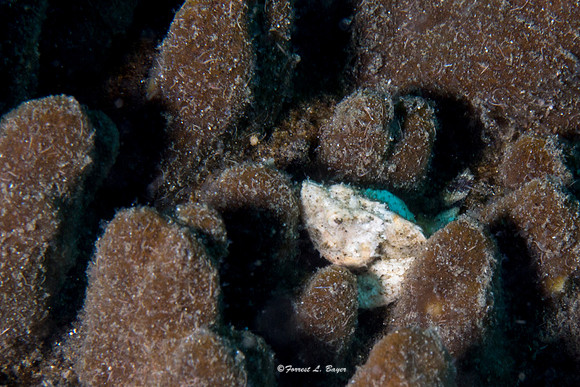 Juvenile Humpback Scorpion Fish