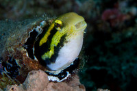 Shorthead Fang Blenny