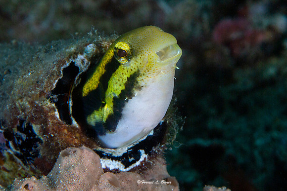 Shorthead Fang Blenny