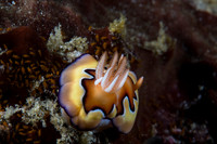 Chromodoris Coi