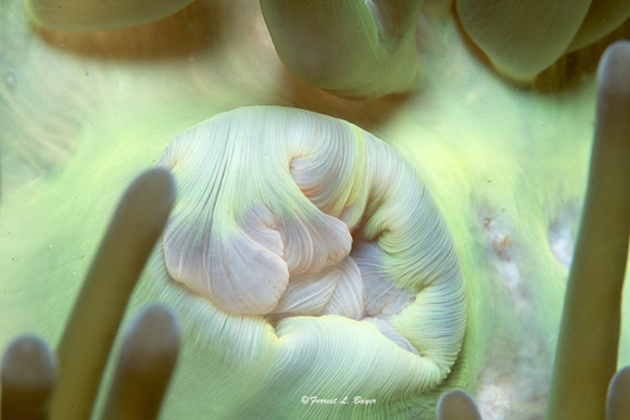 Anemone Mouth