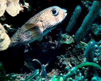 Ballon Fish Haiti