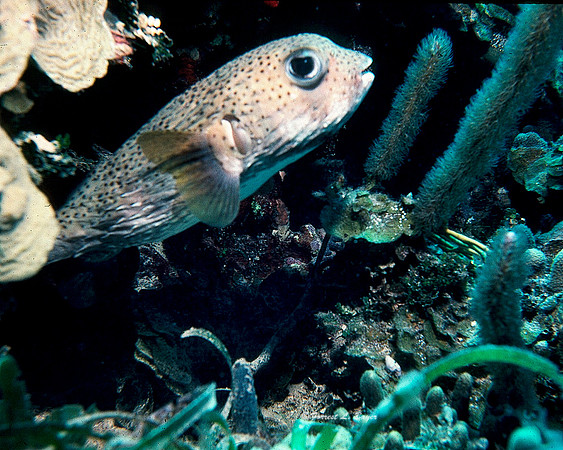 Ballon Fish Haiti