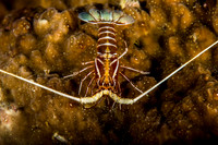Lobster