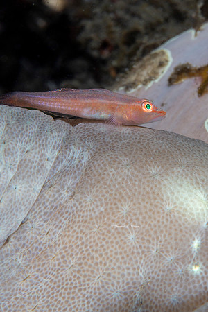 Goby
