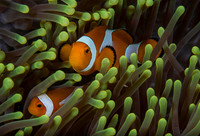 Peak a Boo - False Clown Fish / Amphiprion Ocellaris