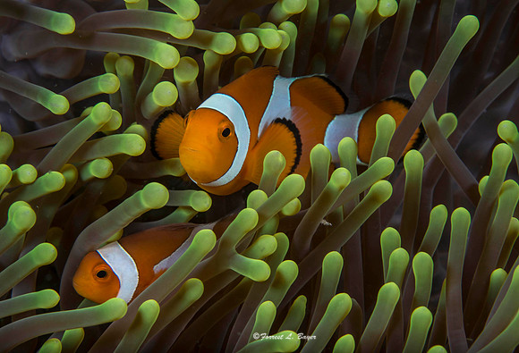 Peak a Boo - False Clown Fish / Amphiprion Ocellaris