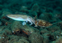 Squid Mating
