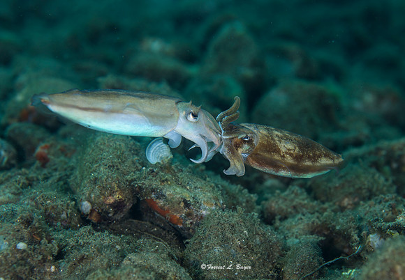 Squid Mating