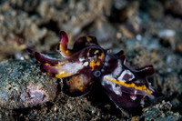 Flamboyant Cuttle Fish