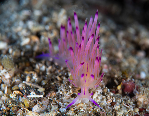 Flabellina rubrolineata Nudibranch