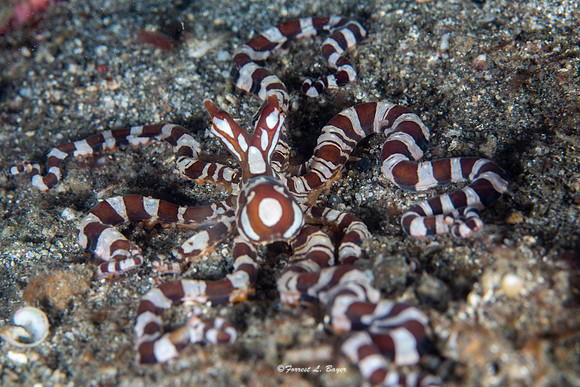 Wonderpus Octapus