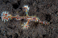 Ornate Ghost Pipefish