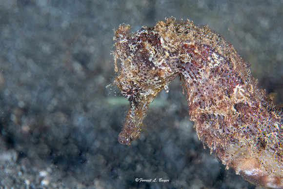 Seahorse