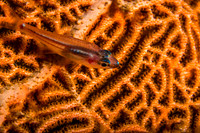 Goby