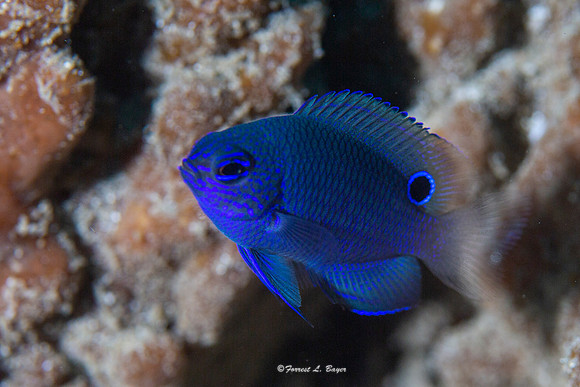 Juvenile Reticulated Damselfish
