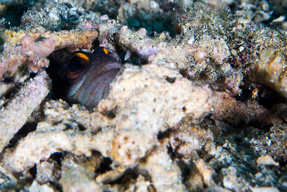 Goby