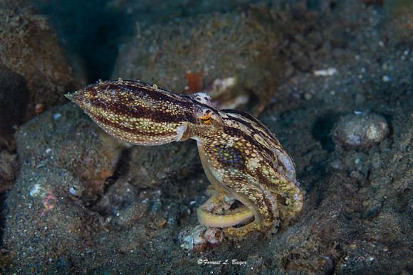 Ocelot Octapsu