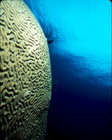 Brain Coral
