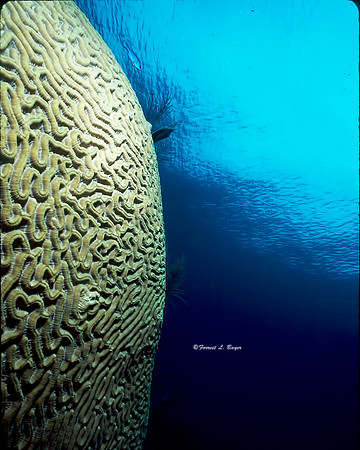 Brain Coral