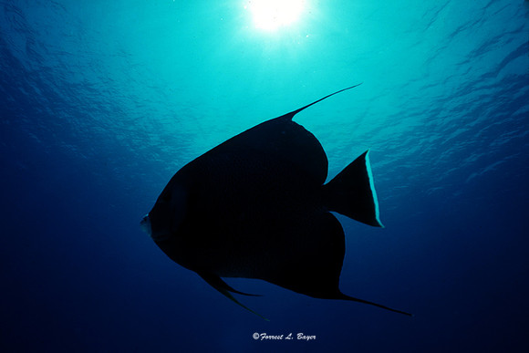 Grand Cayman