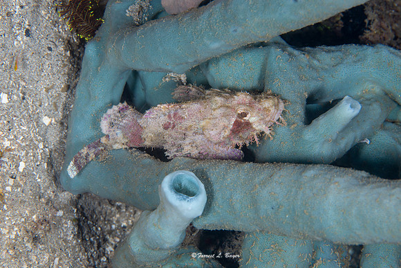 Scorpion Fish