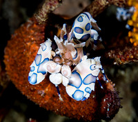 Harlequin Shrimp  Ambon  Indonesia