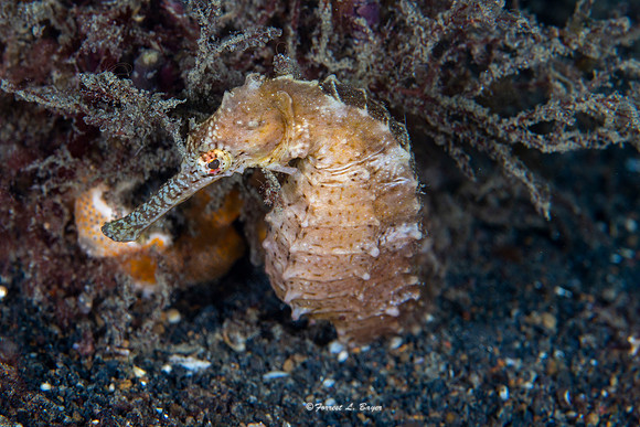 Common Seahorse