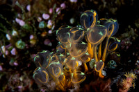Tunicates