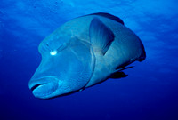Napoleon Wrasse Blue Corner Palau
