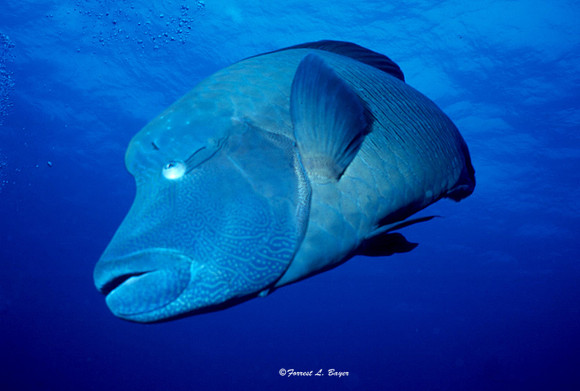 Napoleon Wrasse Blue Corner Palau