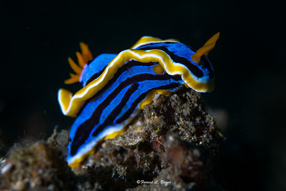 Chromodoris Annae Nudibranch