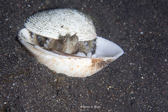 Cocanut Octapus