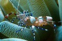 Saddle Back Shrimp Kline Caracau