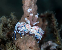 Harlequin Shrimp